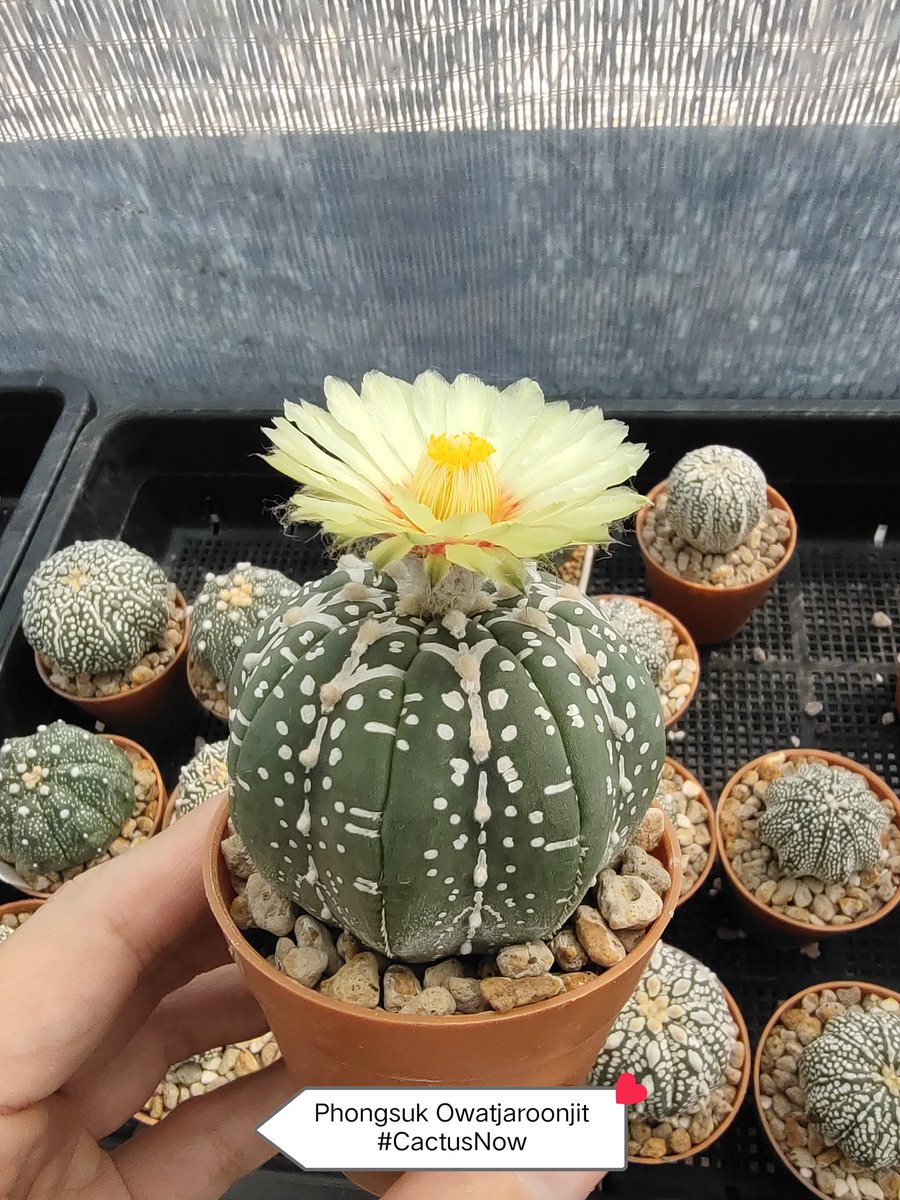 manow224's tweet photo. วันนี้ยังมีดอกไม้ (Astrophytum asterias)
#Cactus #CactusNow #Astrophytum https://t.co/RREJGZt1HG