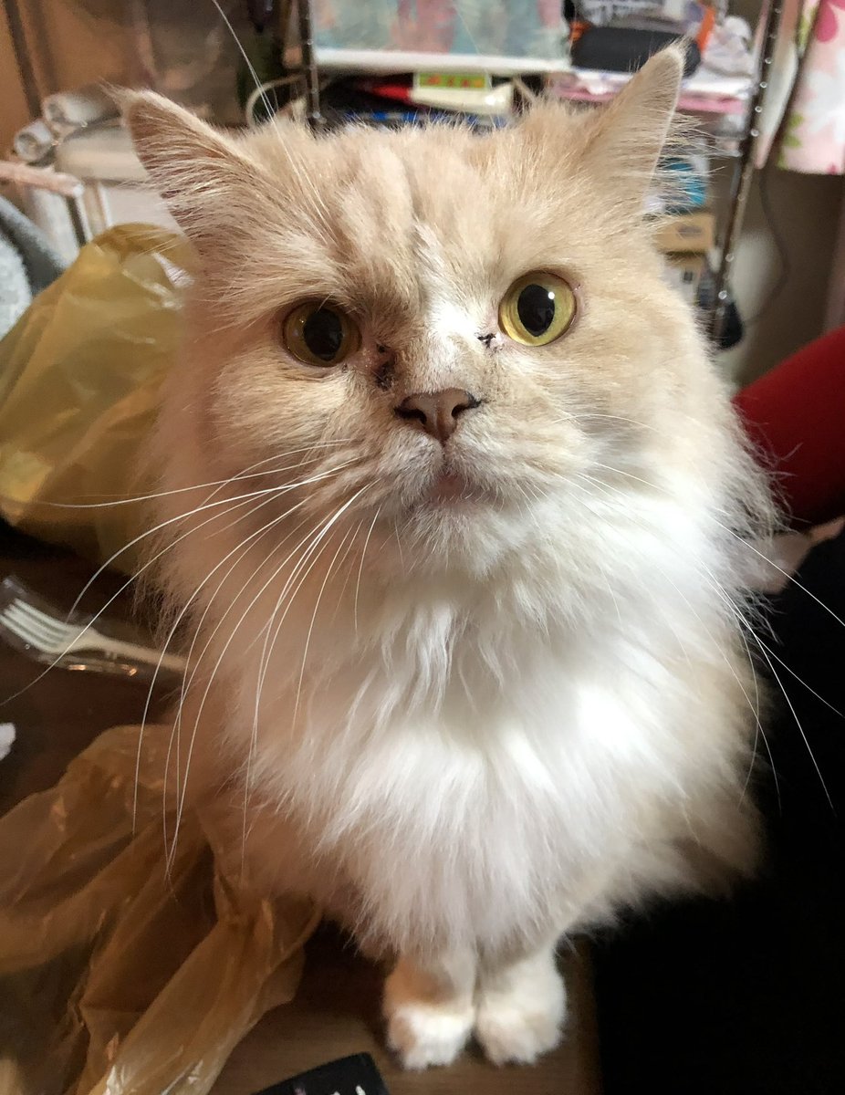 R84987801's tweet photo. #ファミにゃのパッケージになりたい
#ファミリ～にゃ～ト大作戦 
#猫の日
#愛猫
#15歳
#ずっと一緒 https://t.co/2PmplwUkaP