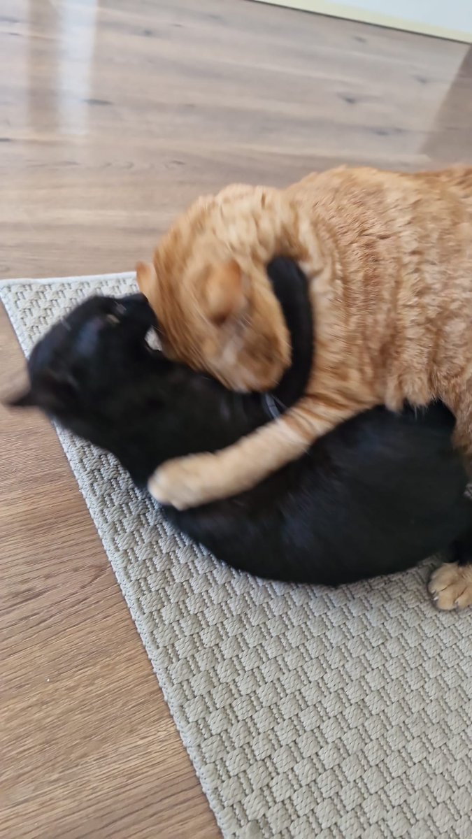 Tener dos gatos a las 11.15 y tener dos gatos a las 11.17.