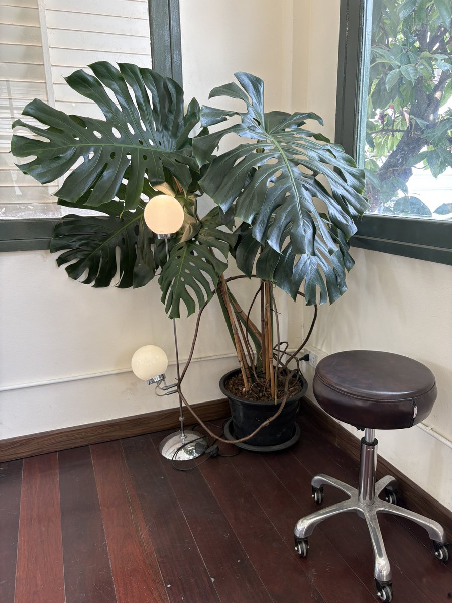 D for Daffodils 🌼 tweet media