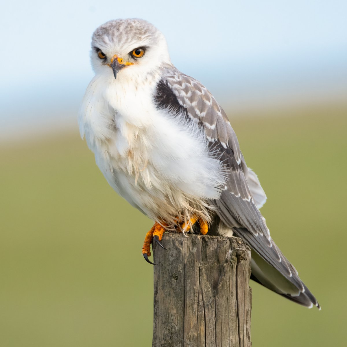 Mark Wright tweet media