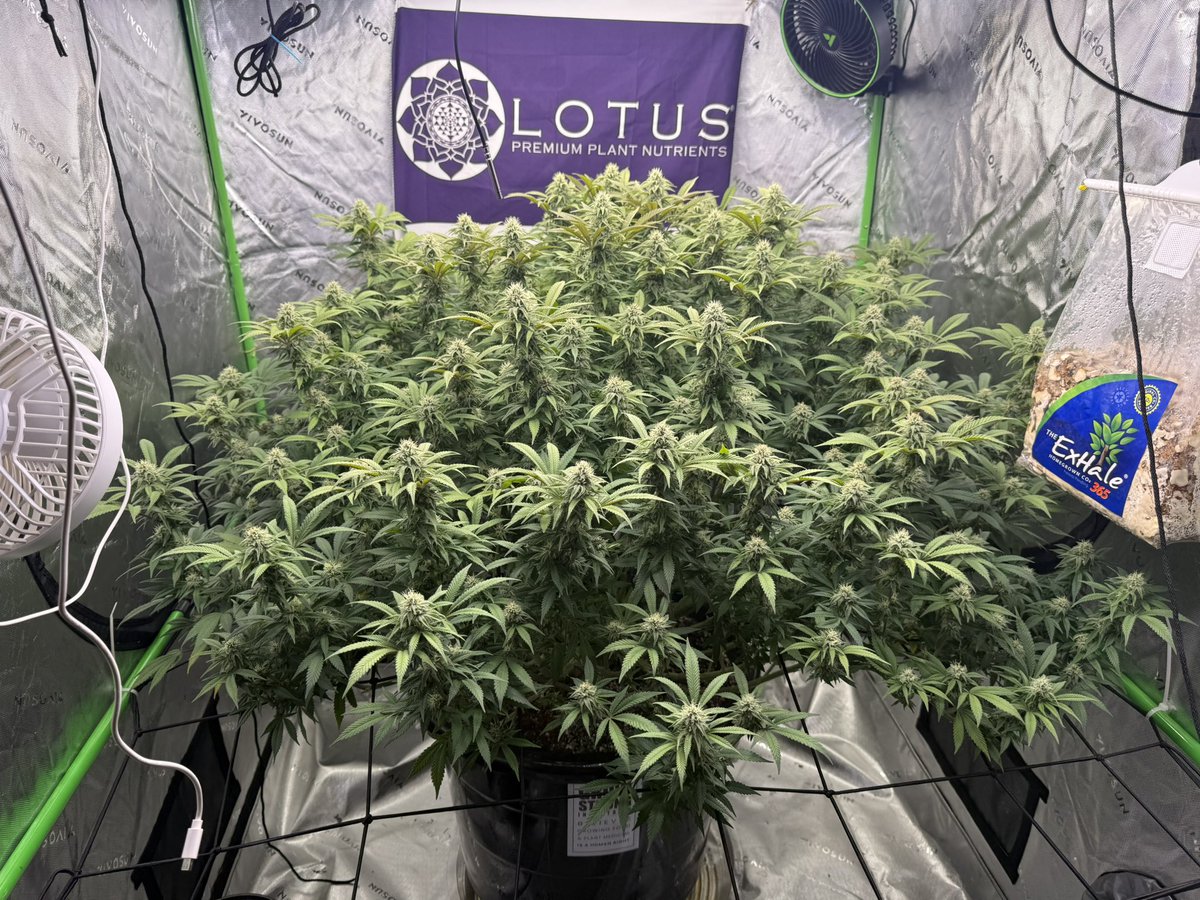 cptn nugz tweet media