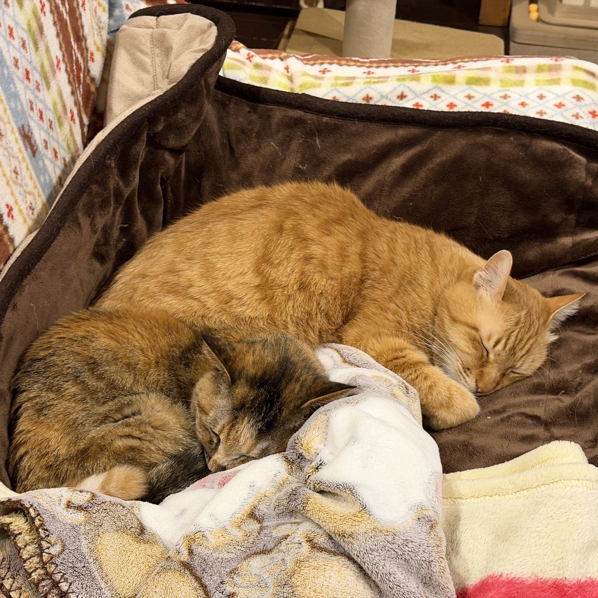 キャット (@4HWYdYFecS71FZn) / Posts / X