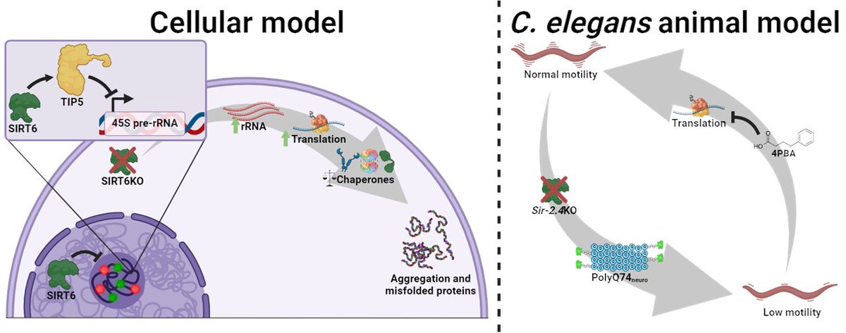 Debbie Toiber tweet media