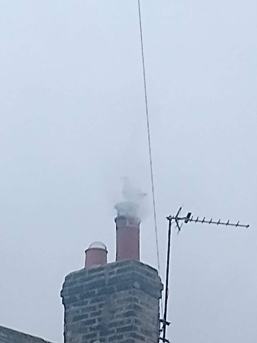 This is how they cook a seagull