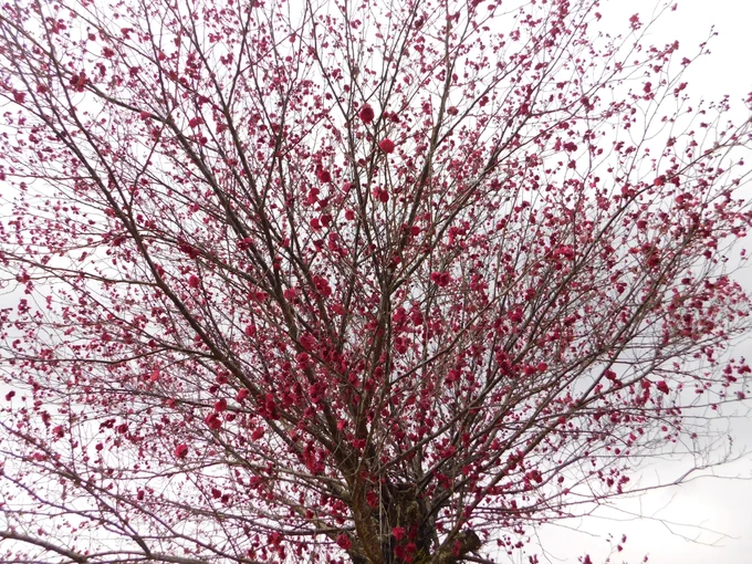 非常に赤が強い紅梅の木。