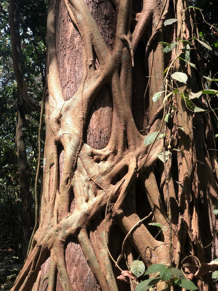GADEF_EK's tweet photo. Visit to Ire grove, Ire-Ekiti, Ekiti State, Nigeria a sacred remnant forest.
#Conservation #Biodiversity https://t.co/aHulSEgr1M