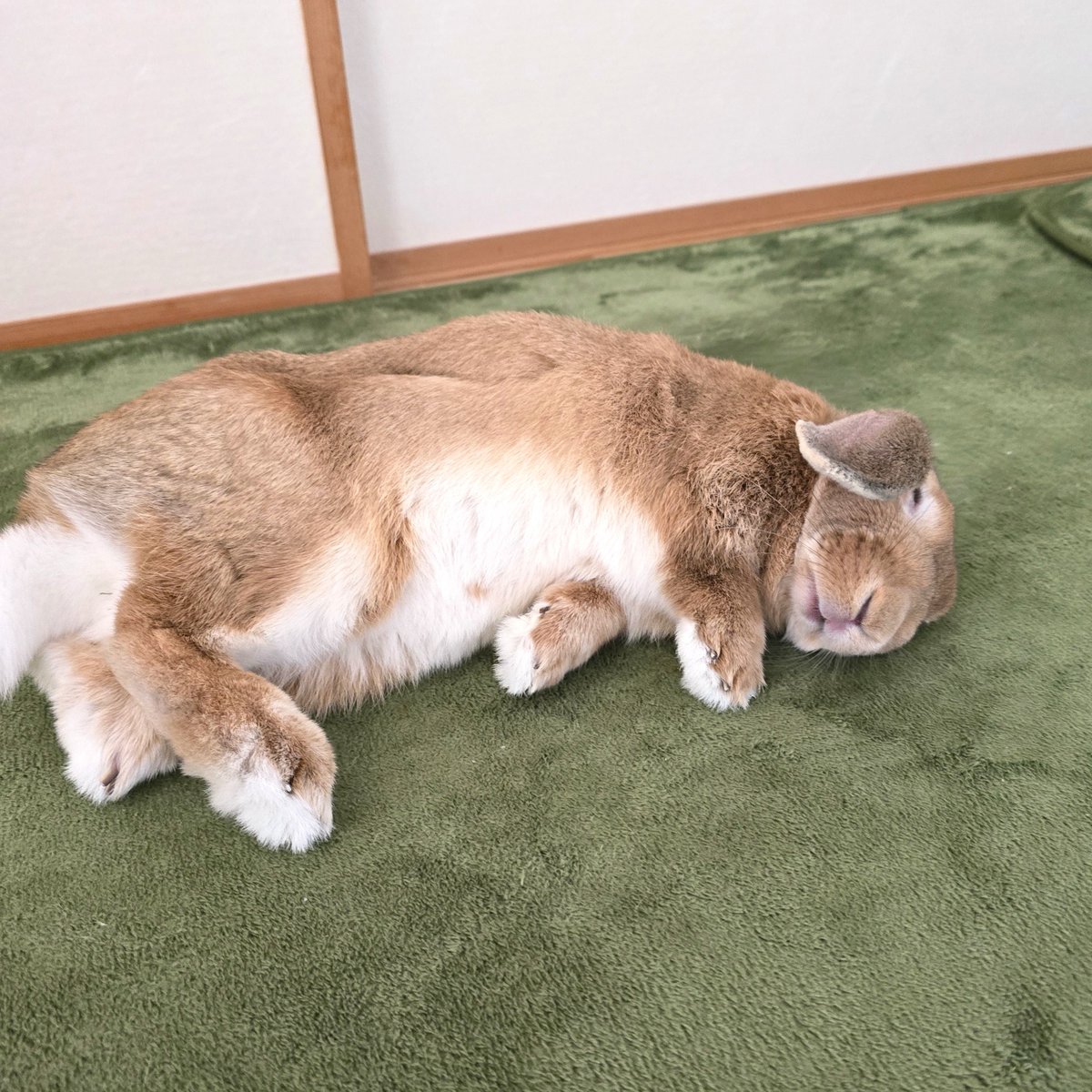 全日本気持ち良さそうに眠るうさぎ選手権