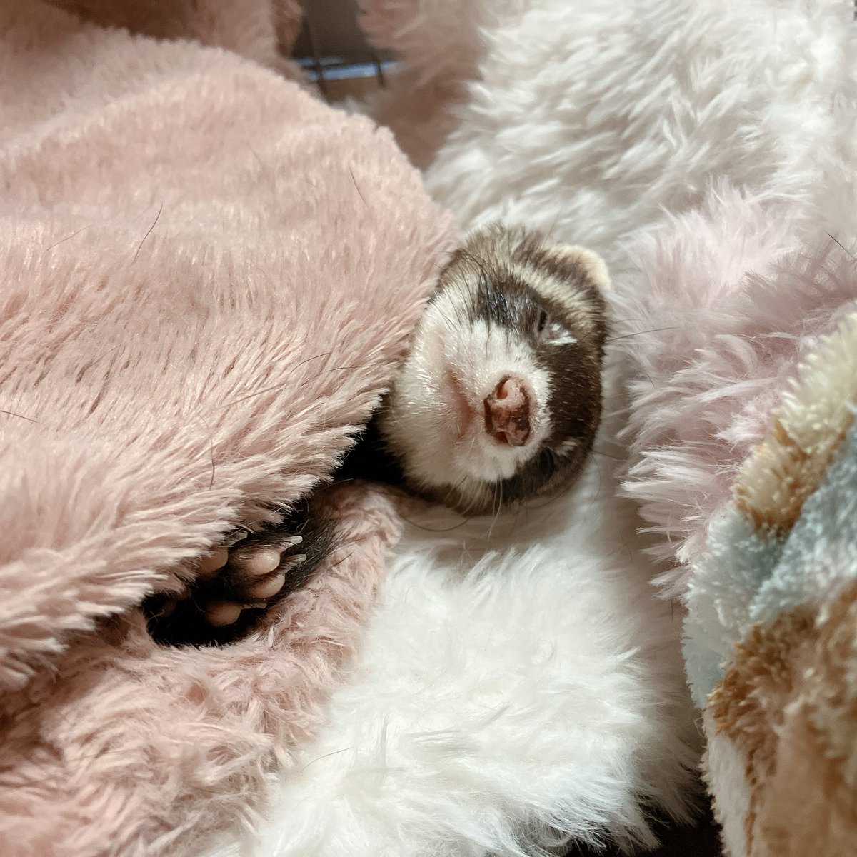 癒やしすぎてストレス吹き飛ぶ