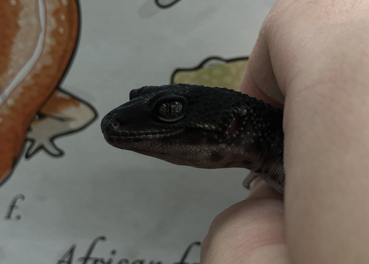 SHN REPTILES 3.0💮 (@SHN_reptiles) / Highlights / X