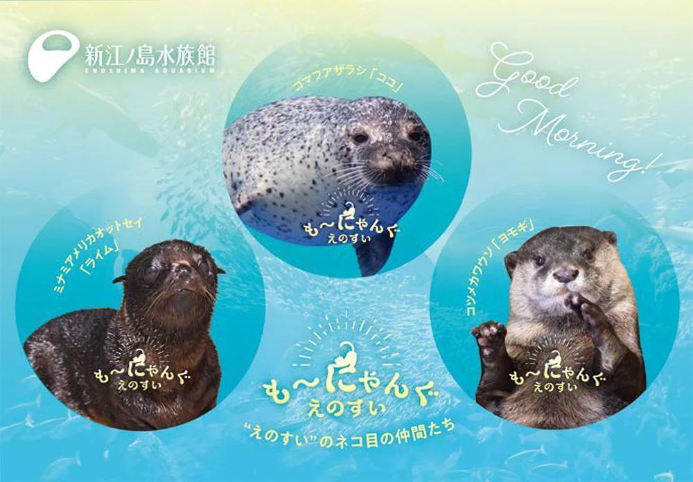新江ノ島水族館 on X: 
