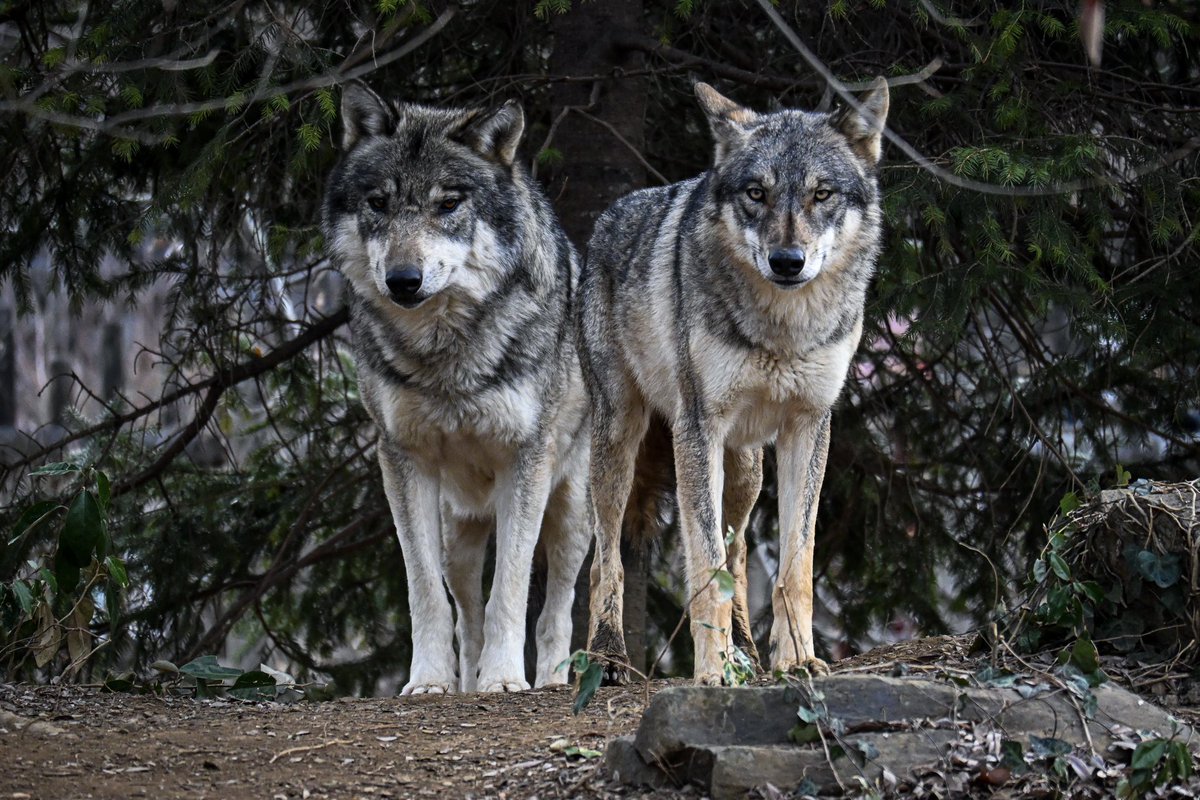 晴天(てん) tweet media