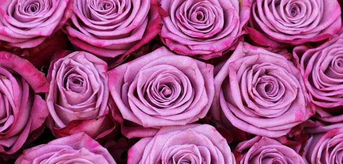 ACT Greenhouse tweet media