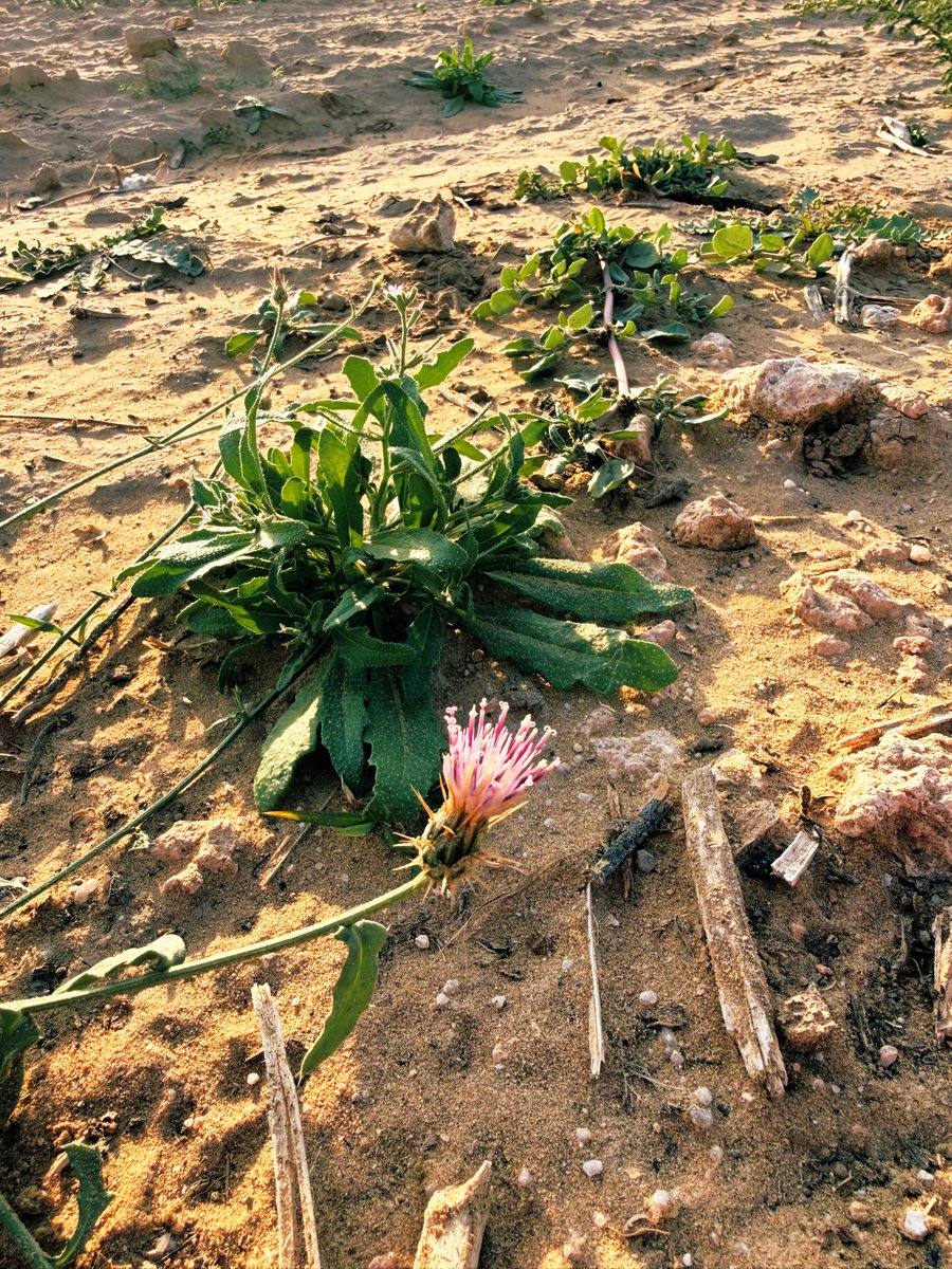Wildflower time! Show me what you’ve found！💜