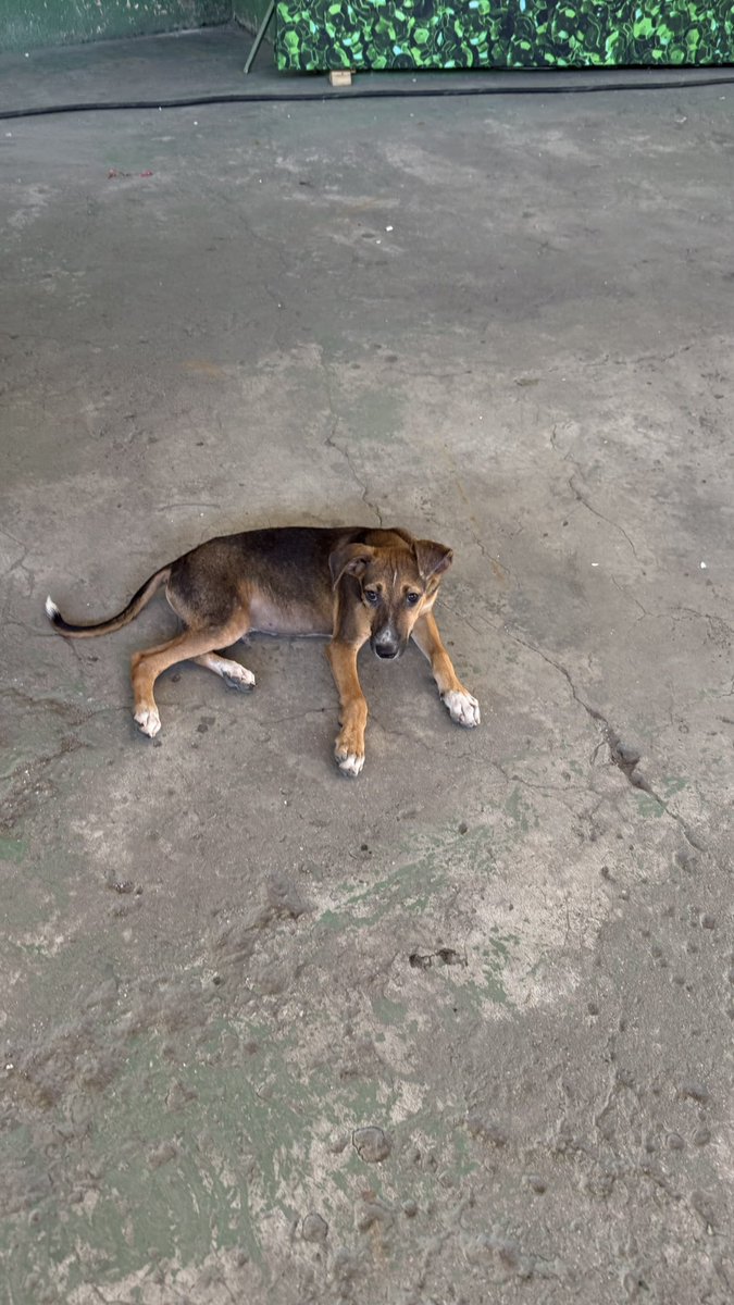 miihwainer's tweet photo. A parada fica ainda mais linda quando você percebe que os cachorrinhos da quadra da Mocidade também estavam sendo homenageados no desfile. https://t.co/vc9ZH1smIw