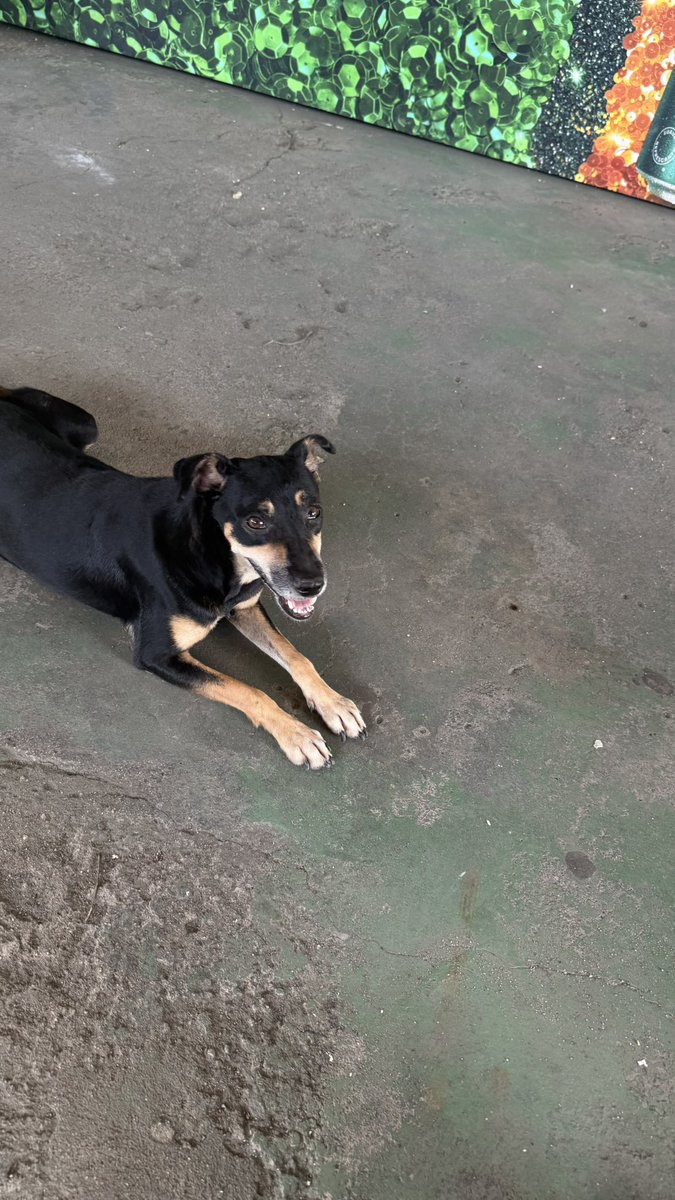 miihwainer's tweet photo. A parada fica ainda mais linda quando você percebe que os cachorrinhos da quadra da Mocidade também estavam sendo homenageados no desfile. https://t.co/vc9ZH1smIw