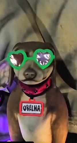 miihwainer's tweet photo. A parada fica ainda mais linda quando você percebe que os cachorrinhos da quadra da Mocidade também estavam sendo homenageados no desfile. https://t.co/vc9ZH1smIw