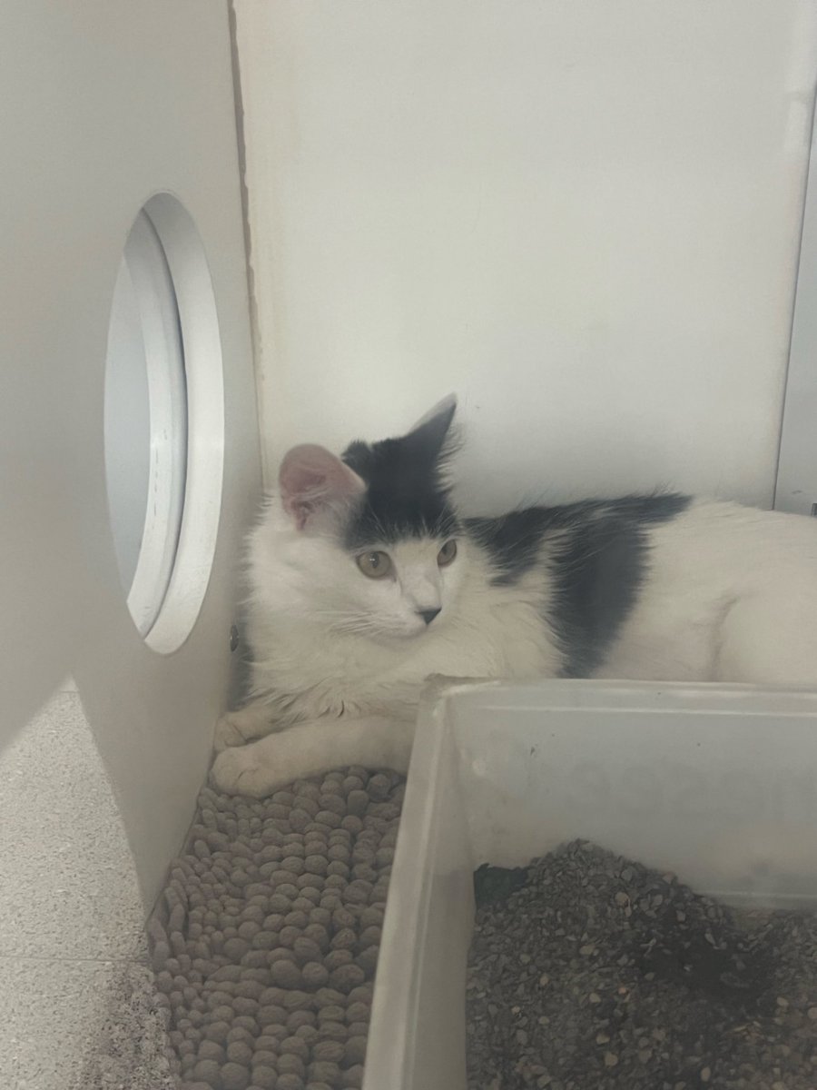 Sam Lowe tweet media