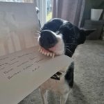 Photo by Border Collie Trust (@BCTGB)