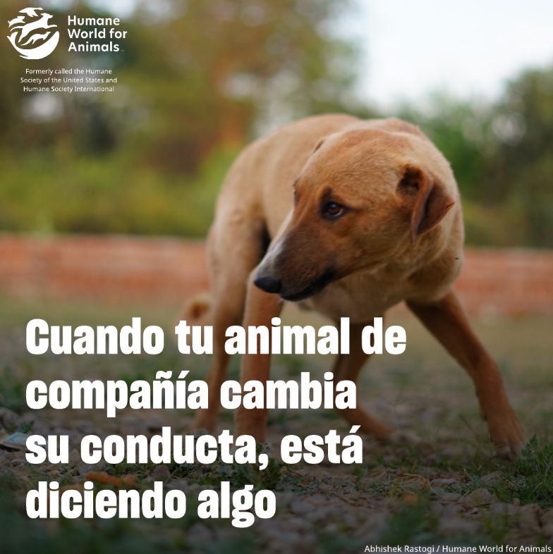 Humane World for Animals Mexico tweet media