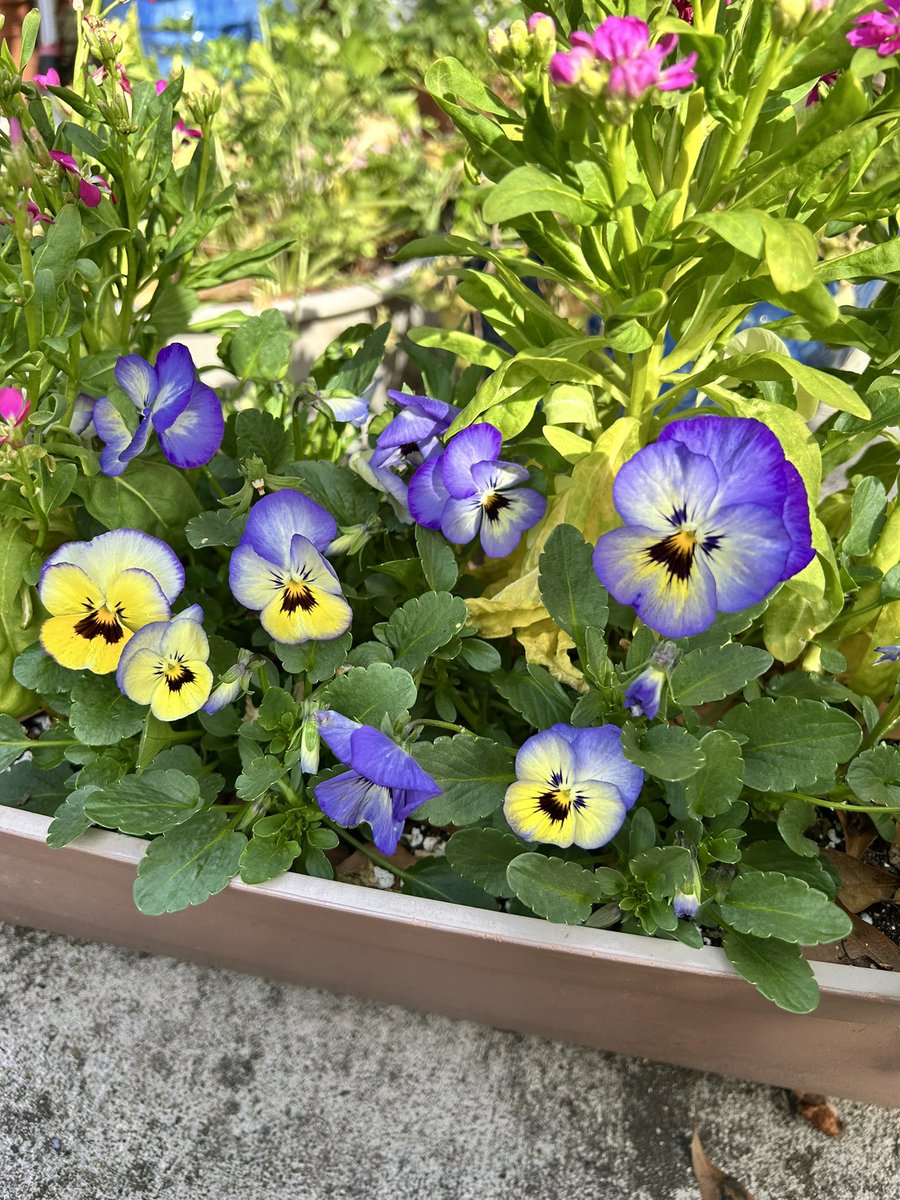 ilenagm's tweet photo. It’s a breezy beautiful day here and a pleasure to be outside ☀️
#Flowers #Gardening #Plants #GulfOfMexico #Violas #FlowerReport #GYO https://t.co/xPdaIh0lMw