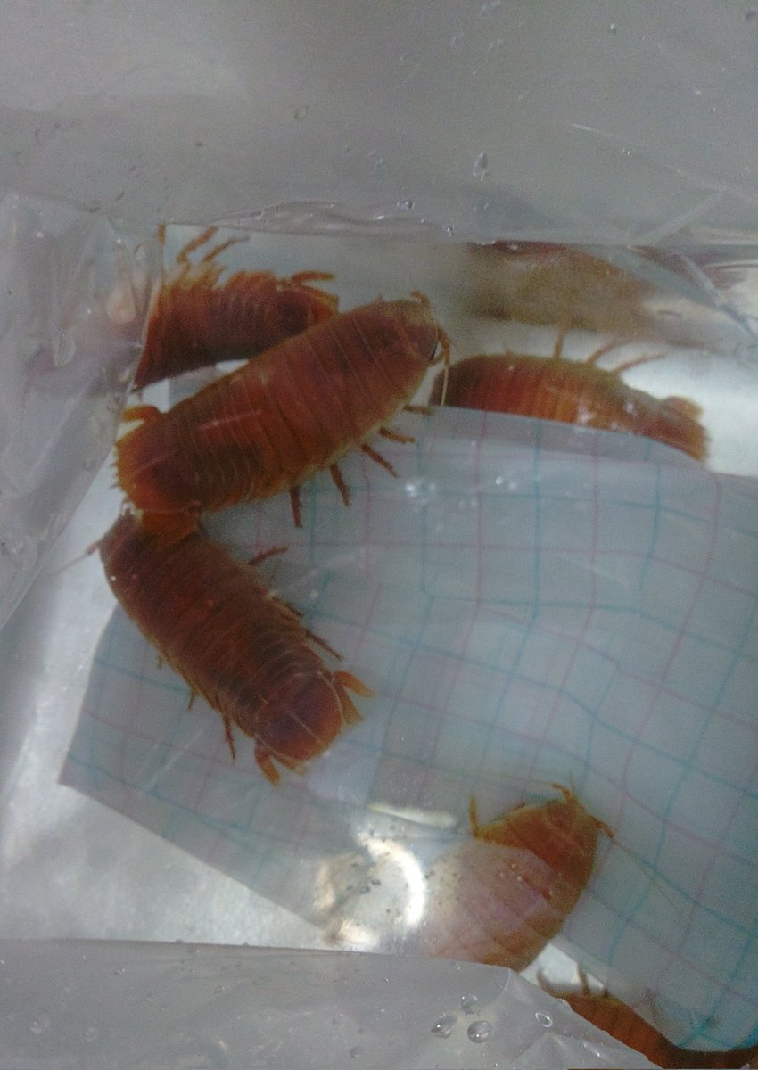 【八咫烏】酒病クノア🥃🔪 tweet media