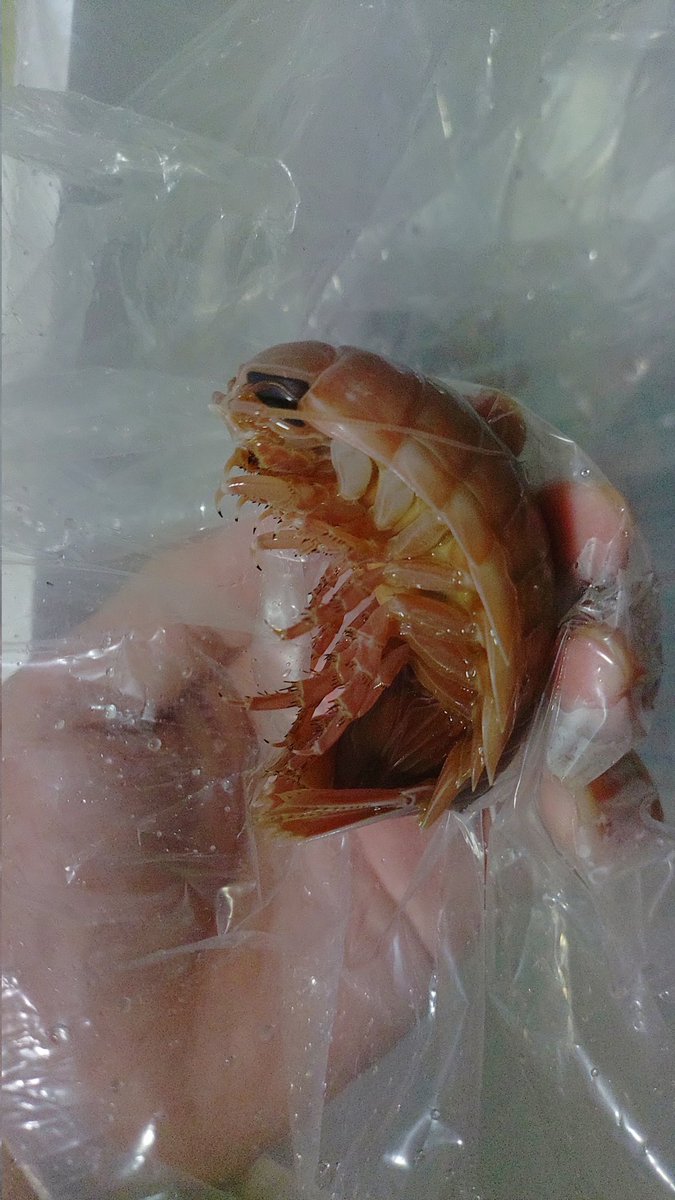 【八咫烏】酒病クノア🥃🔪 tweet media