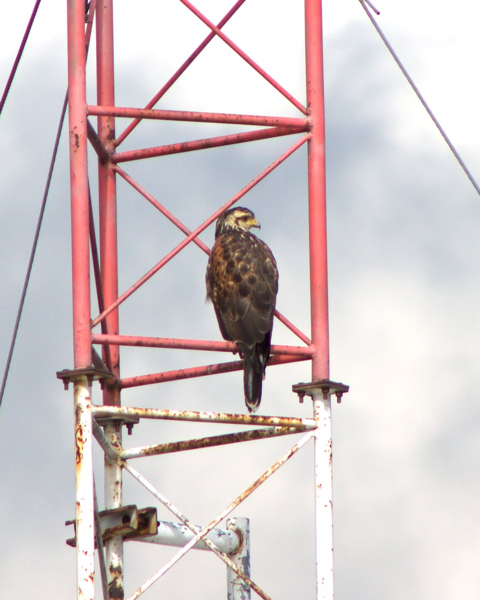 Pablo Torres tweet media