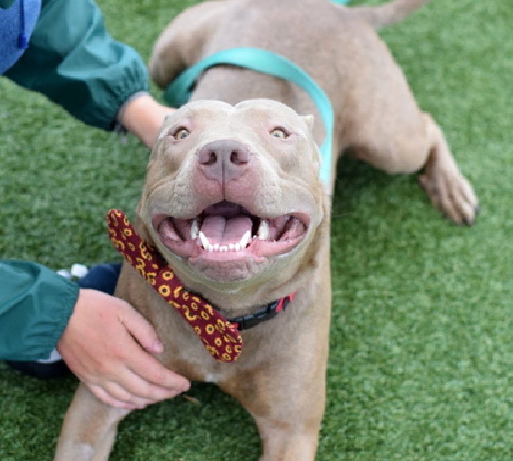 NMBewitched's tweet image. #WednesdayWorthy 
#AdoptionisaPassion 

Dyno🦕
#DogoftheDay 
A baffling 173 Days in a cage

Let's all say it together: Big Stretch🥰😇🦕
What a boy! 
Athletic &amp;amp; cuddly😍 

Dyno's ideal home:
A routine that balances exercise, training &amp;amp; sniff games with cuddles &amp;amp; naps 
Walks/Runs