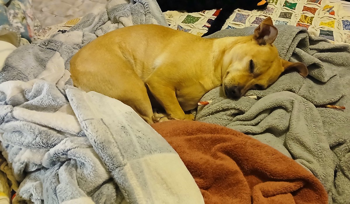 ChloeChloeChl19's tweet photo. Pup was a very sleepy girl this morning. https://t.co/Ote4QghPrJ