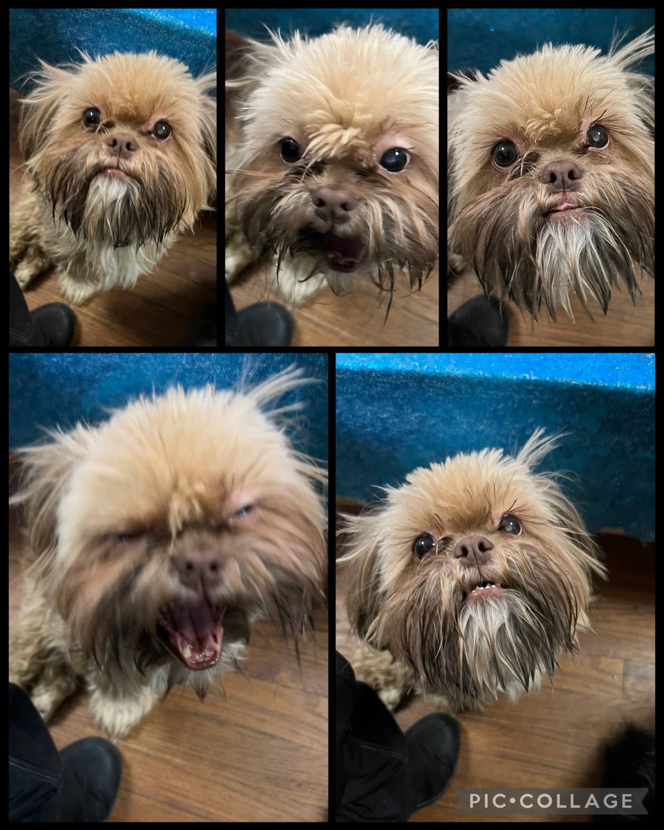 THE HERD HOUSE tweet media