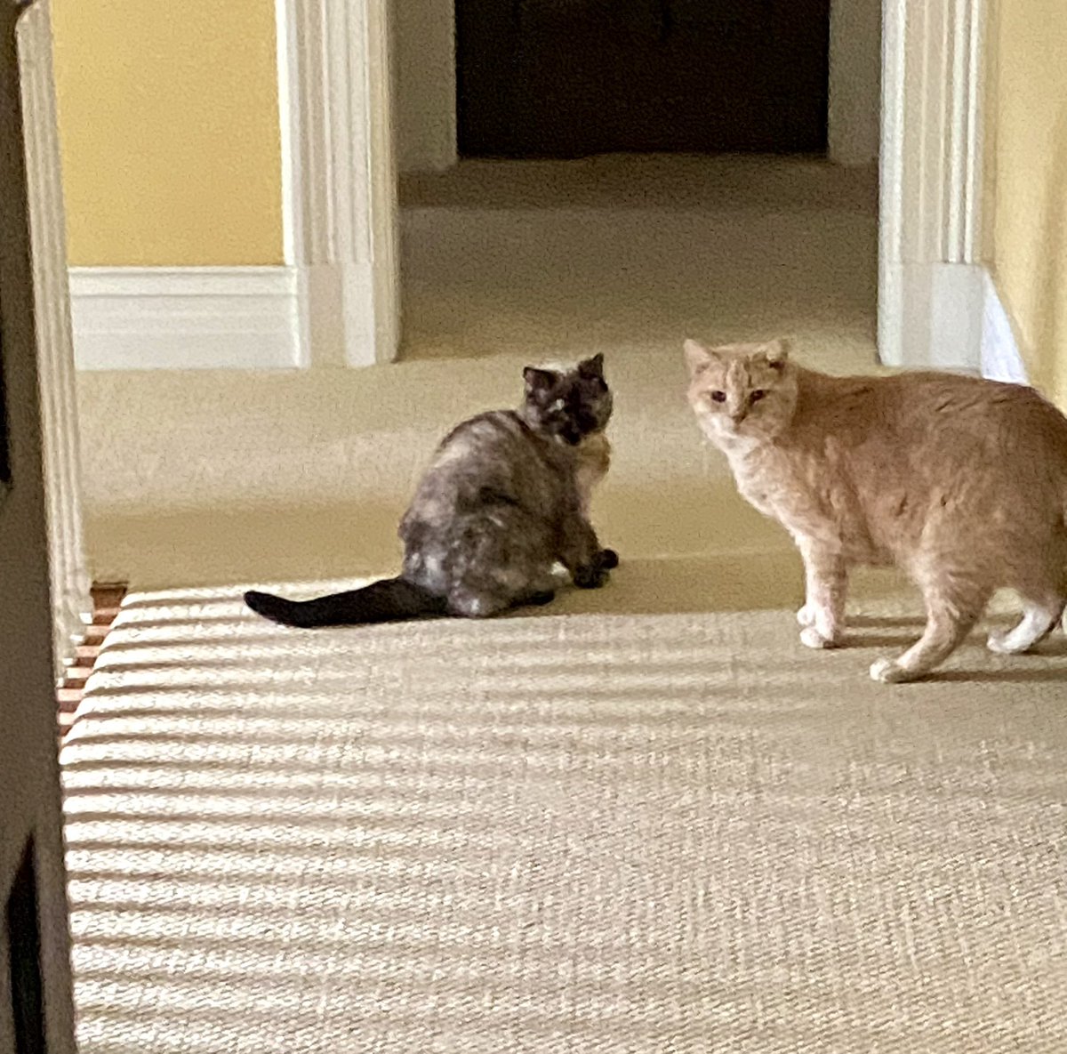 Dorothy14213's tweet image. Charlie: Yesterday Mommy &amp;amp; Daddy took Doodlebug away 😺 We were just getting the party started when they brought him back 😼
#disappointed