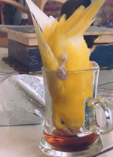 Dışarıda bir bardak çay olmuş 25 lira. Yalakalar sıraya girmiş iyimi, TÜİK'in palavrasıyla ''insanların %53'ü mutlu'' diye..