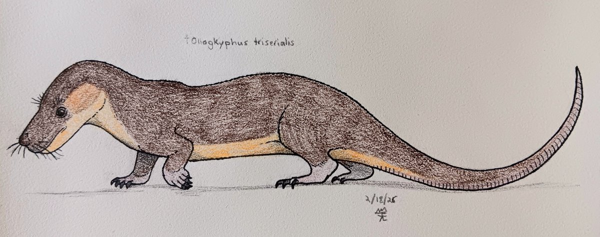 Sketch of Oligokyphus; a ferret-sized tritylodontid cynodont. Like other members of it's family, Oligokyphus had a rodent-like arrangement of the jaws and teeth and would have been herbivorous/omnivorous. O. triserialis is known from Early Jurassic Europe.