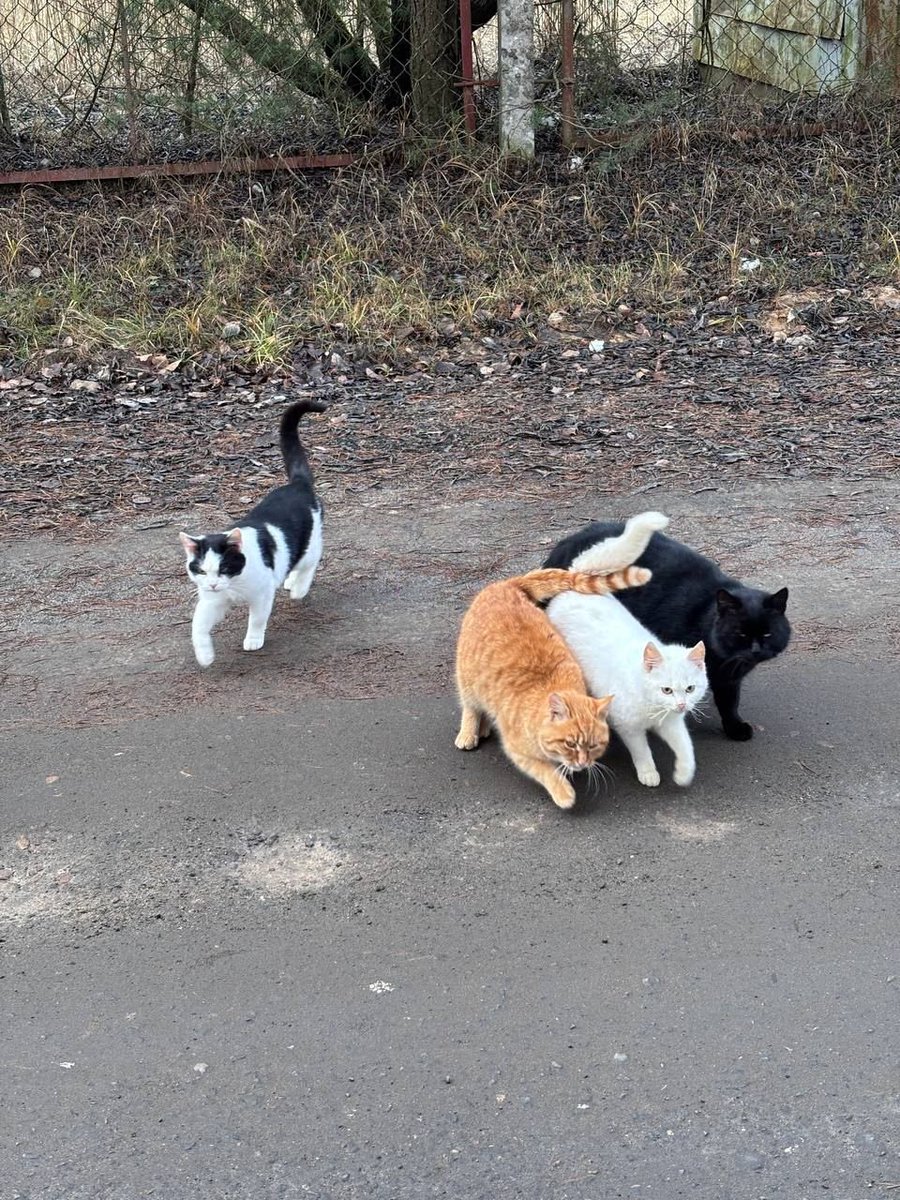 แล้วคืออออออ แก๊งค์ 9697 เป็นเมี้ยวจริงแนะ