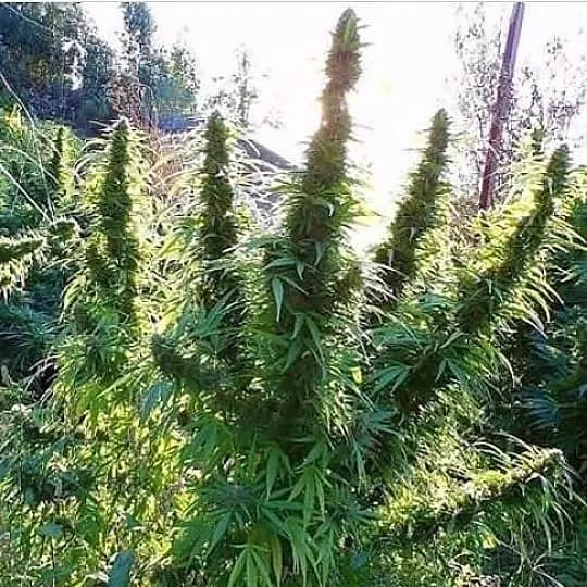 KingBlueSkies's tweet image. Blueberry Baseball Bats 
Email purplegarlic@protonmail.com