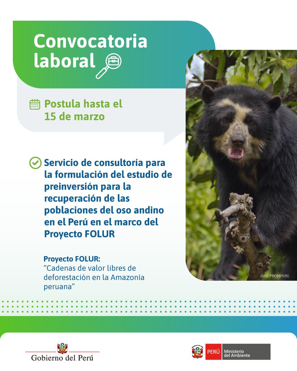 MinamPeru's tweet photo. 💼  ¡Forma parte del Proyecto #FOLUR! 🌱 | Buscamos una empresa u organización que formule el estudio de preinversión denominado “Recuperación de las poblaciones del oso andino en el Perú”, adecuado a los requerimientos técnicos de la estructura y legislación de inversión pública vigente.

📲 Más detalles 👉 https://t.co/SvnibwzR1S

#CafeyCacaoSostenible