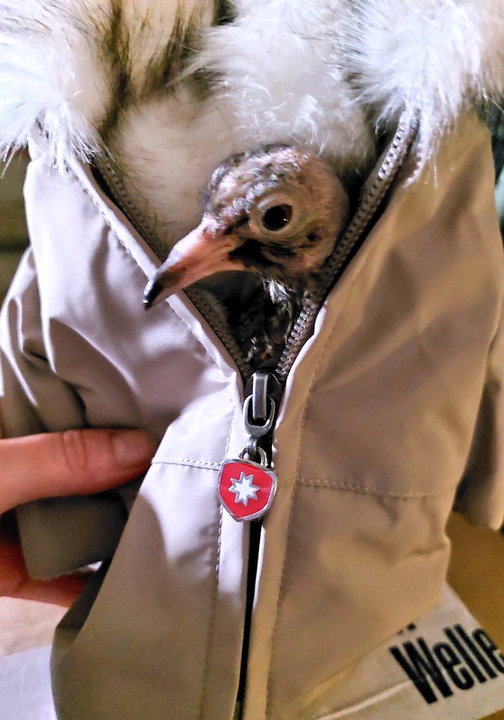 Es ist ihm biiisschen zu groß 🤣