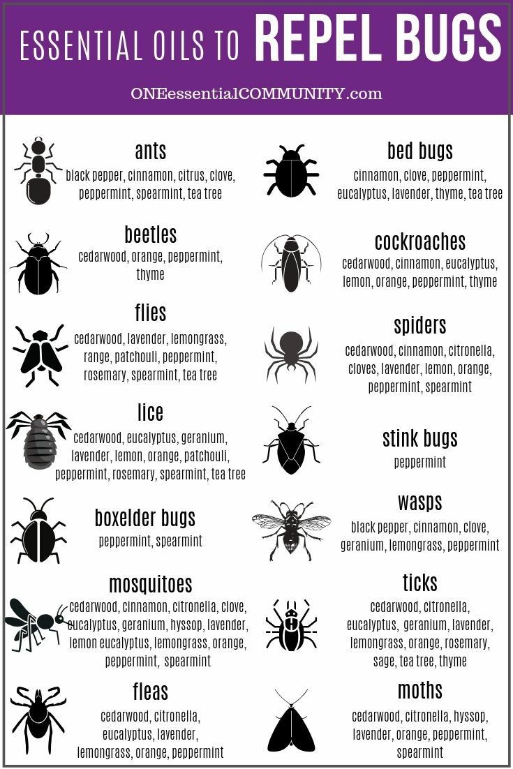 Essential Oils To Repel Bugs