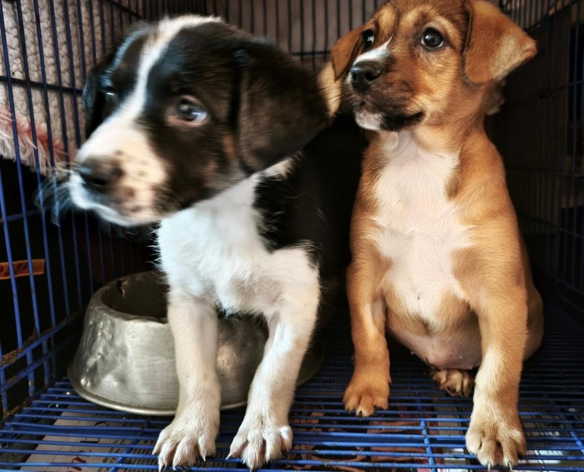 Ari Arciniega tweet media