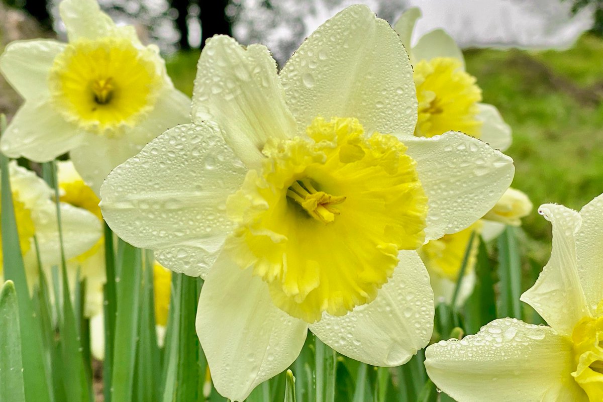 Hollywood Cemetery tweet media