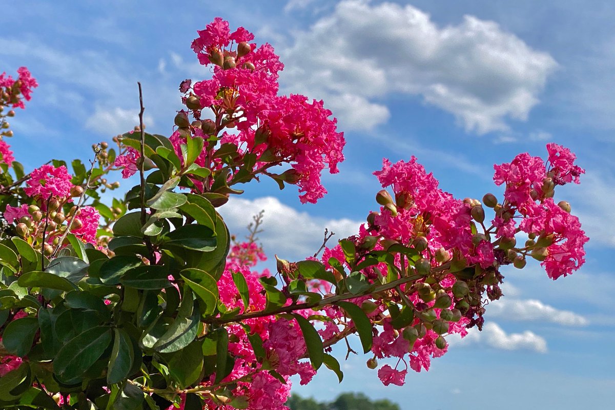 Hollywood Cemetery tweet media