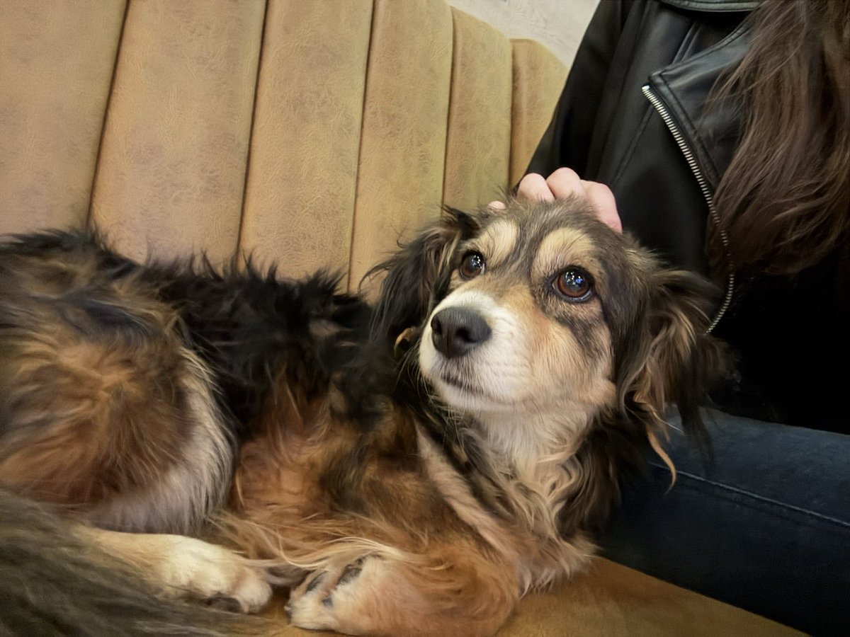 Aleksandar Petrović tweet media