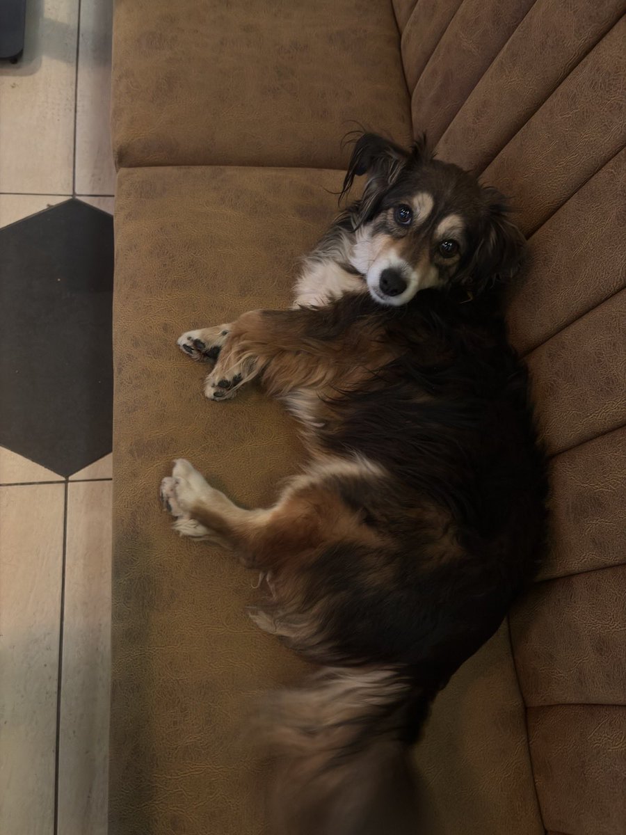 Aleksandar Petrović tweet media