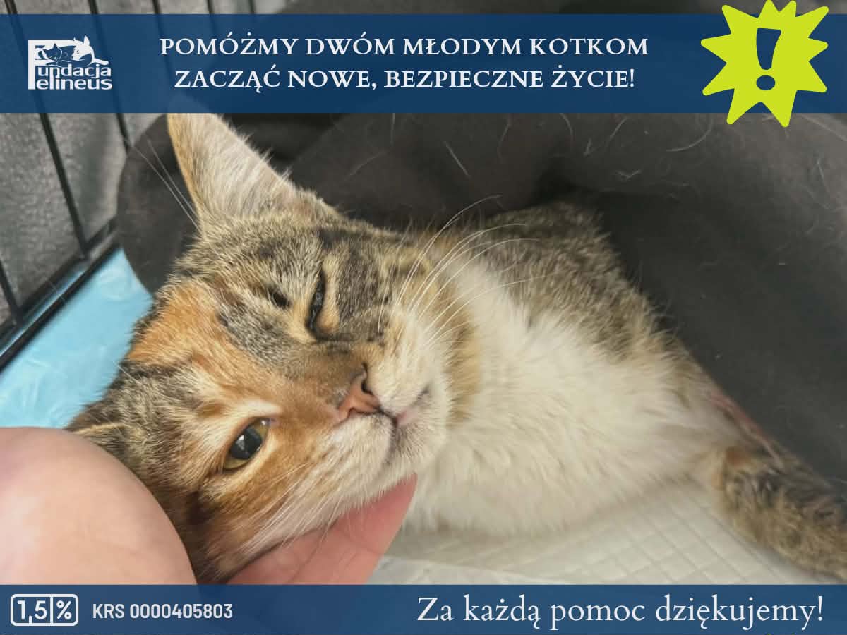 Te dwie młode kotki to jeszcze dzieci… 💔
Urodziły się na ulicy. Znały głód, zimno i strach.
Koszt zabiegów i opieki weterynaryjnej to ok. 1000 zł.

Jeśli możesz — wesprzyj zbiórkę 🙏
Jeśli nie możesz — udostępnij ❤️

ratujemyzwierzaki.pl/kastracja-13-i…