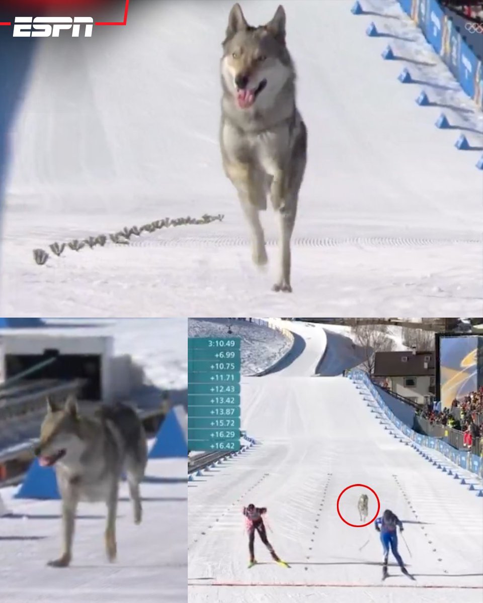 ¡UN PERRO ¿LOBO? EN LOS OLÍMPICOS! 😅 

🐺 La increíble imagen que se dio durante la competencia de esquí de fondo femenino de los Juegos Olímpicos de Milano-Cortina.

¡HASTA CRUZÓ LA META! 🙌