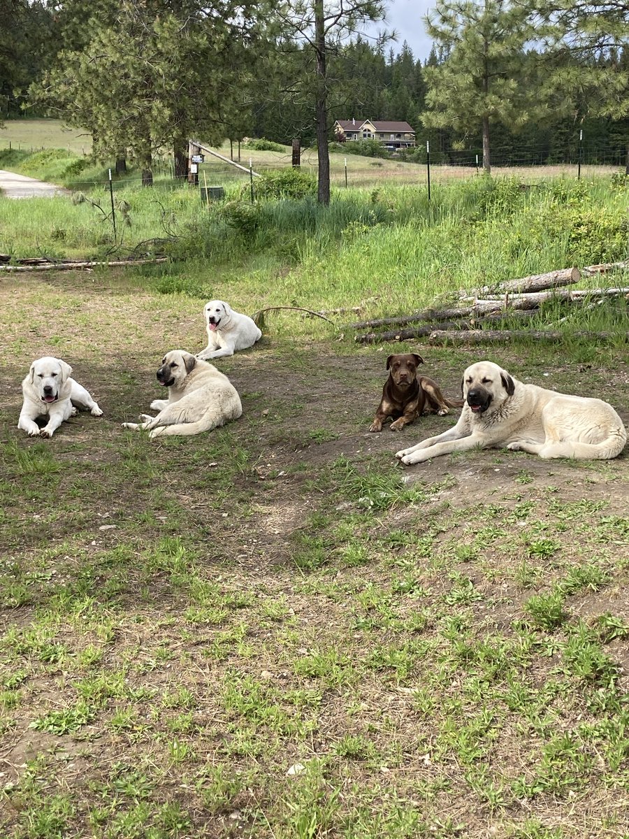 Brandon Russell tweet media