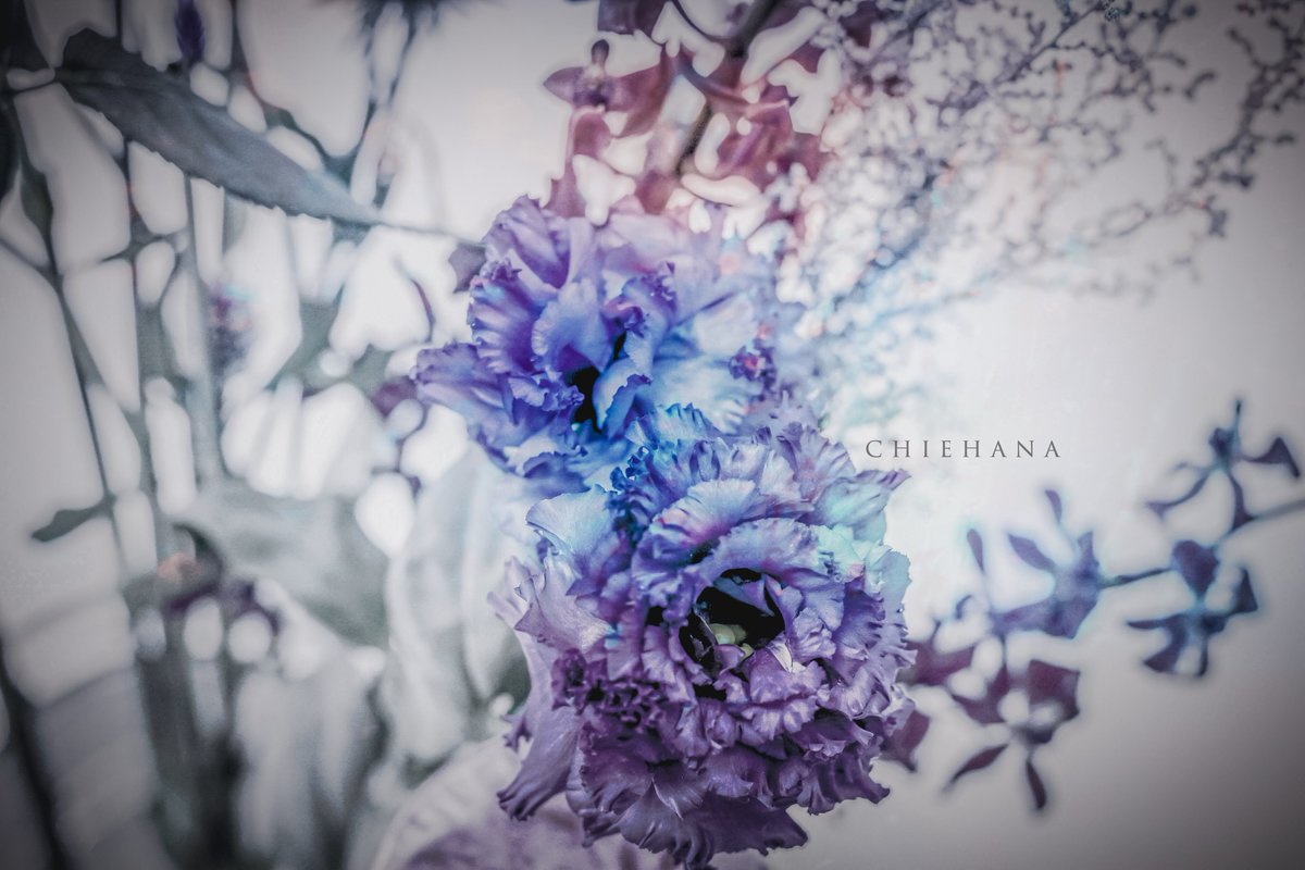ran2013609's tweet photo. 歪んだ花 https://t.co/VTCBHOZpH0