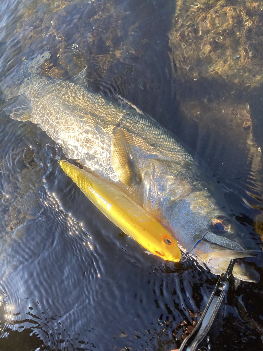 hiro 𓆝 tweet media