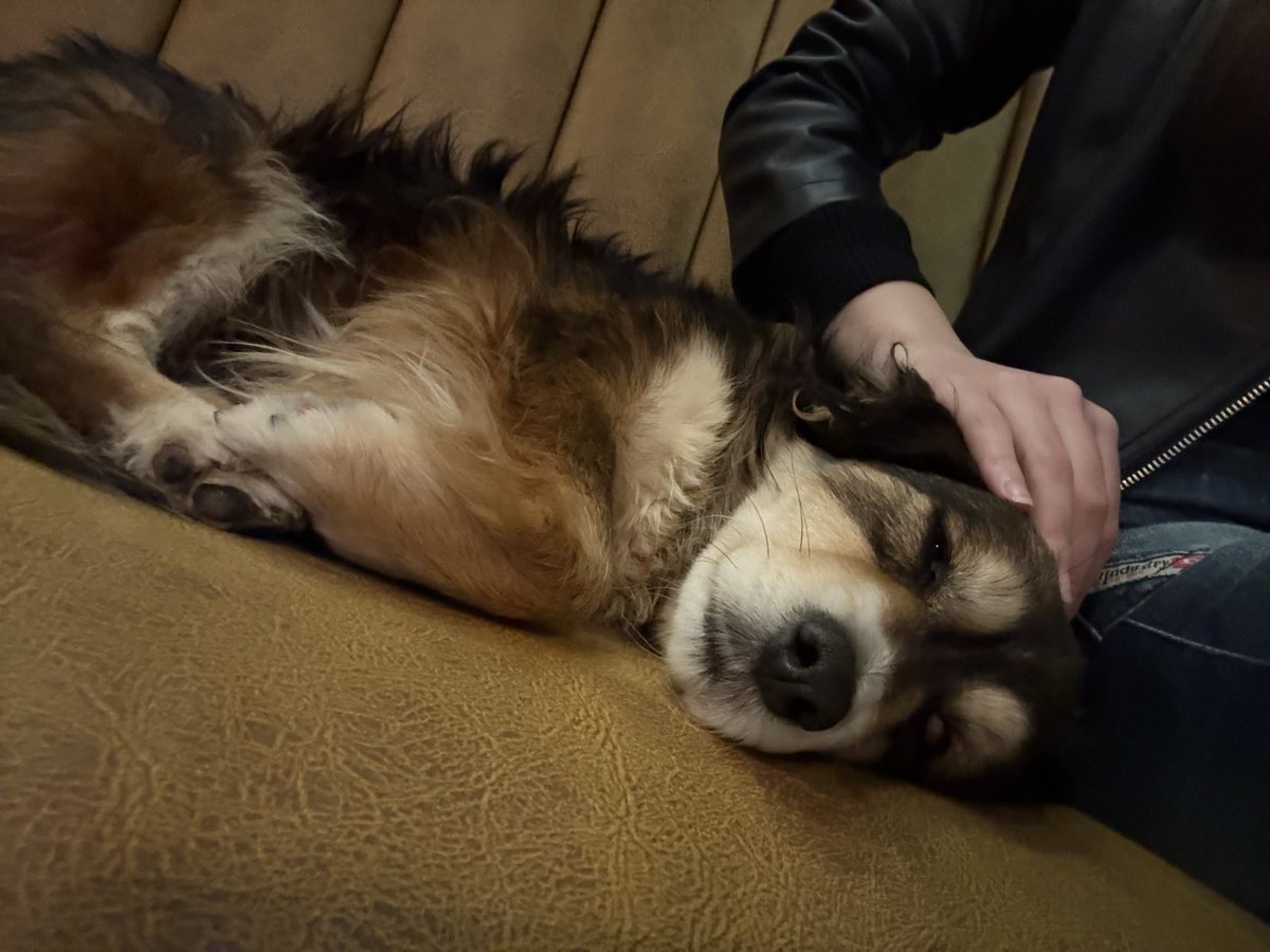 Aleksandar Petrović tweet media